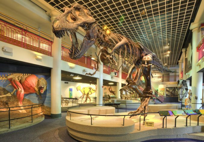 Tyrannosaurus Rex at the Academy of Natural Sciences in Philadelphia, Pennsylvania, USA. Photo: Will Klein/ANS